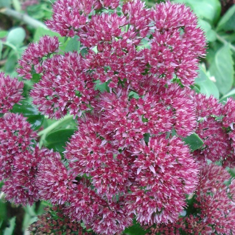 fleur de orpin rose